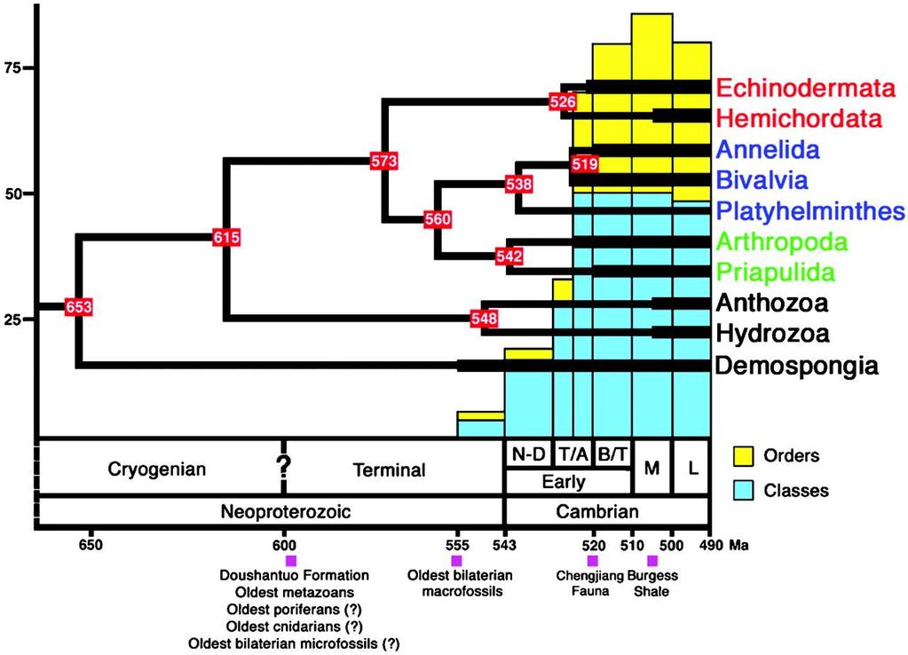 However, the Hox gene toolkit had evolved by the late