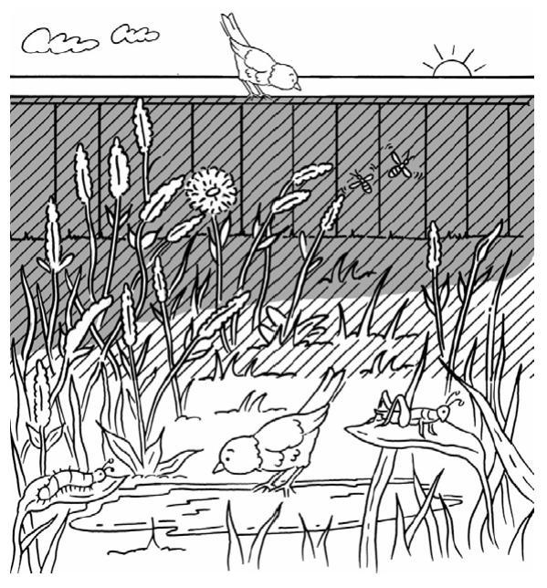 10. Observe the plants in the illustration below. Based on your observation, which abiotic factor most likely controls where the plants in this ecosystem live? A. air B. soil C. birds D. sunlight 11.
