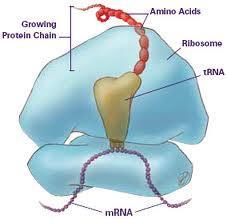 #3 Ribosomes Site of protein