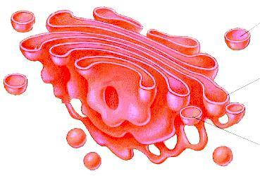 #5 Golgi Body/Apparatus Packaging and transport of
