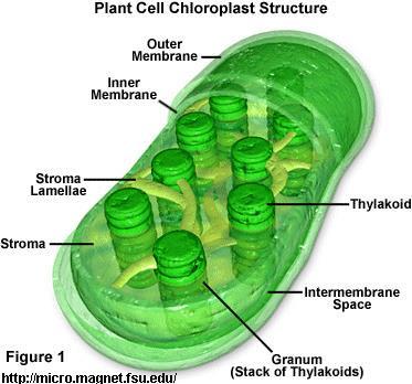 #8 Chloroplast Essential for photosynthesis Plants