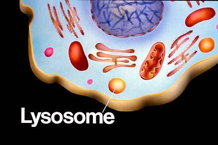 Purpose: digestion for the cell. A membrane bound organelle (only in animals) containing various enzymes.