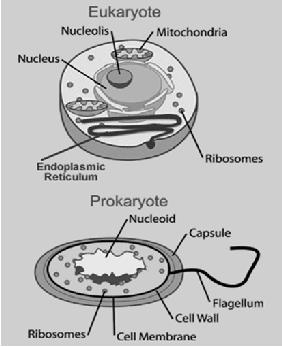 Eukaryotic (True) ( Nucleus) Single-celled or multi-celled Has many organelles