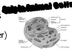 VACUOLE Function: Stores water and nutrients for the cell helps plants from drying out.