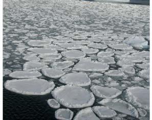 Ice forming on water develops at the liquid surface of the