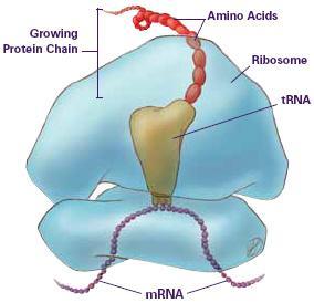Inside the Eukaryotic Cell The Nucleus Houses the DNA The brains of the cell Tells the cell what to do!