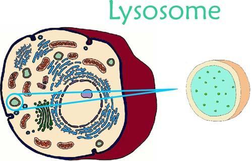 Inside the Eukaryotic Cell Cont Lysosomes Contains specific enzymes that break down large molecules.