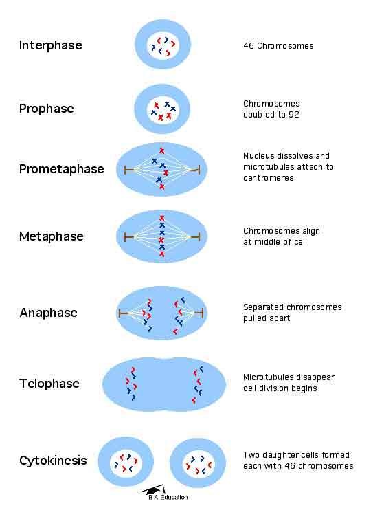 Cellular Division Cells divide by the process of mitosis.