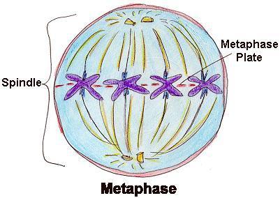 The Steps of Mitosis! Metaphase : The longest stage of mitosis.