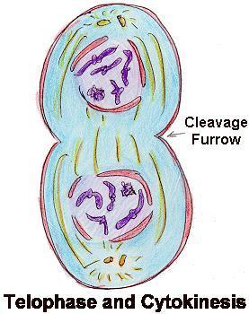 The Steps of Mitosis! Telophase: Two new daughter nuclei begin to form. Nuclear envelope reappears.