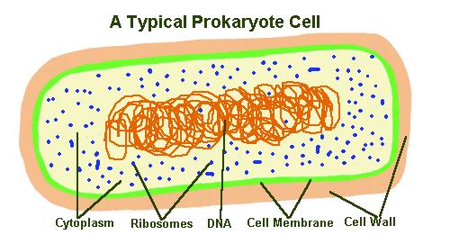 Prokaryotic Cells A prokaryotic cell is simple, they make up UNICELLULAR organisms