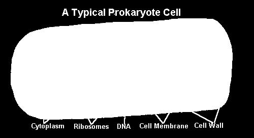 the cytoplasm. Ribosomes and enzymes share the cytoplasm with the DNA.