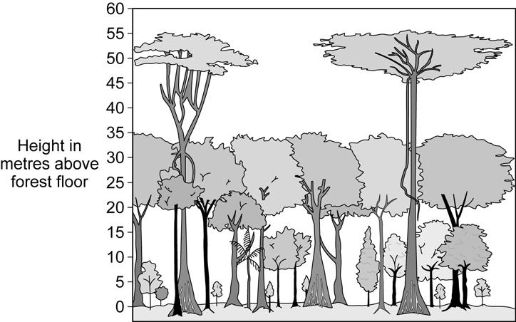 9 Do not write 2(c) Study Figure 4. Figure 4 shows a diagram of a tropical rainforest.