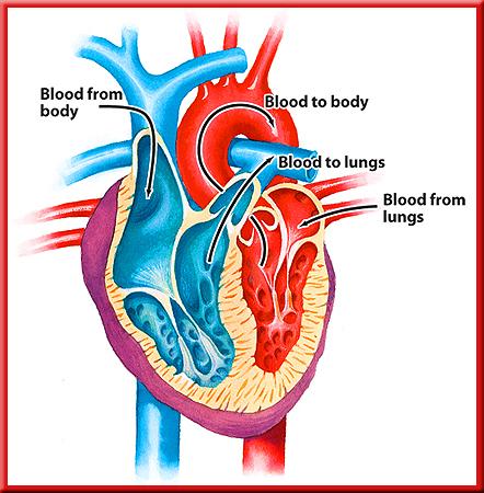 3 Force Pumps Behavior of Fluids Your heart has two force pumps.