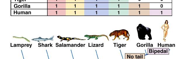 vertebrates with four legs to be grouped together.