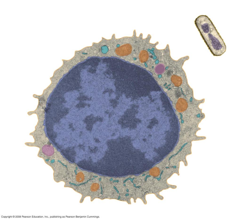 Fig. 1-8 Eukaryotic cell Membrane Cytoplasm DNA (no nucleus)