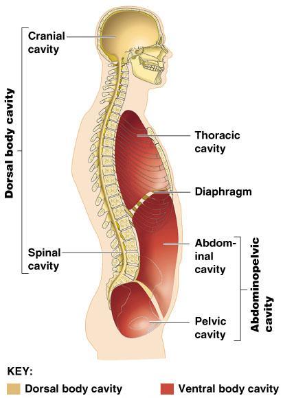 Body cavities 2- Ventral Body Cavity : The more anterior and larger of the closed body cavities Like the dorsal cavity, it has two major subdivisions, the thoracic cavity and the abdominopelvic