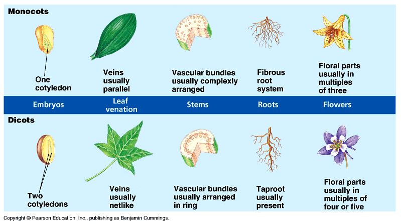 Plant Structure and Growth A.