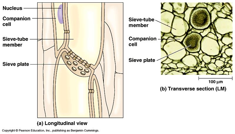 The tubes are and the cells are. The phloem s function is to conduct sugars. The phloem is made up of cells laid end-toend called members. They have no cell walls and are at maturity.
