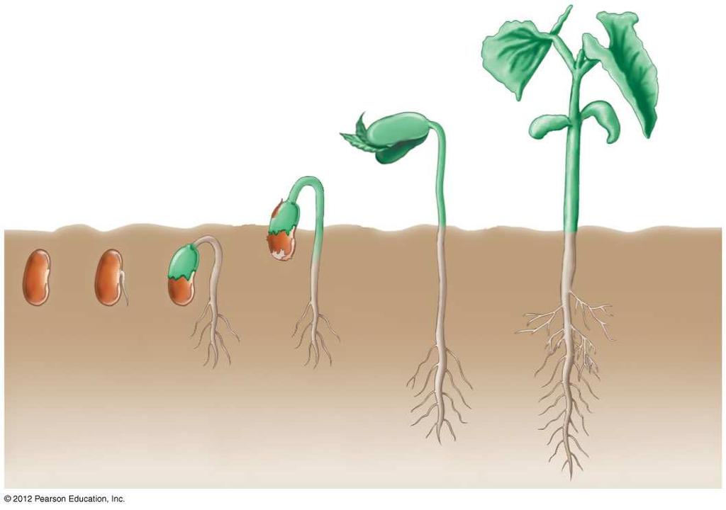 emerge from the soil with the apical meristem hooked downward to protect it.