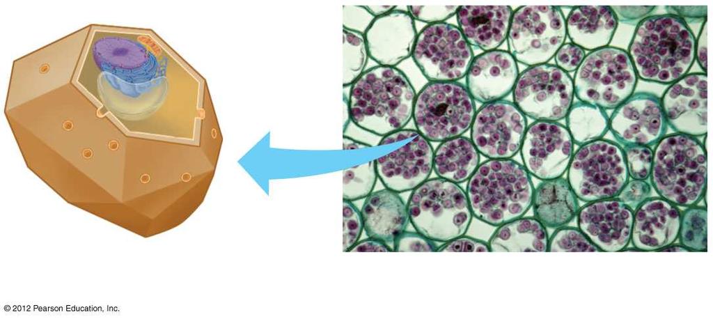 31.6 Plant cells are diverse in structure and function Plant cell structure is related to function. There are five major types of plant cells with different functions: 1. parenchyma cells, 2.