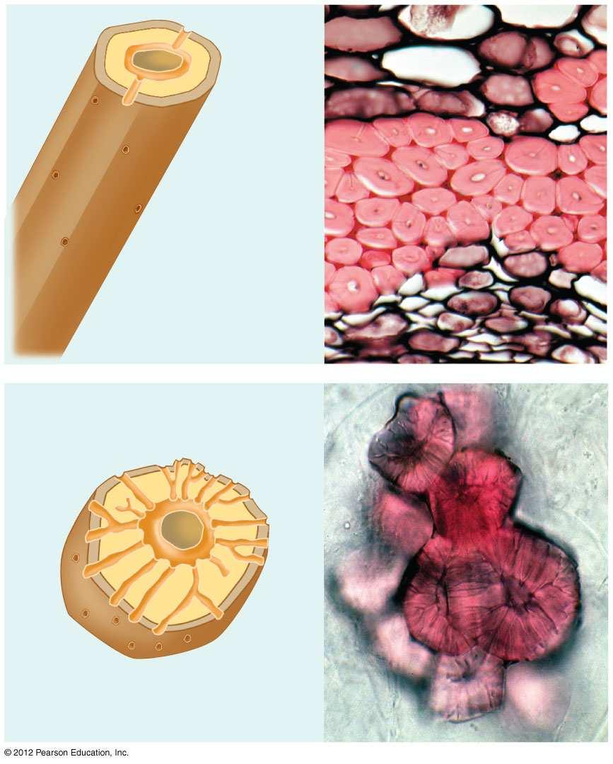 31.6 Plant cells are diverse in structure and function Two types of sclerenchyma cells are 1. fibers, long and slender cells usually arranged in bundles, and 2.