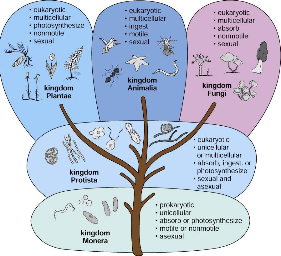 Traditional versus Cladistic View Classification Systems Until the middle of the twentieth century, biologists recognized only two kingdoms. Plantae (plants) and Animalia (animals)!