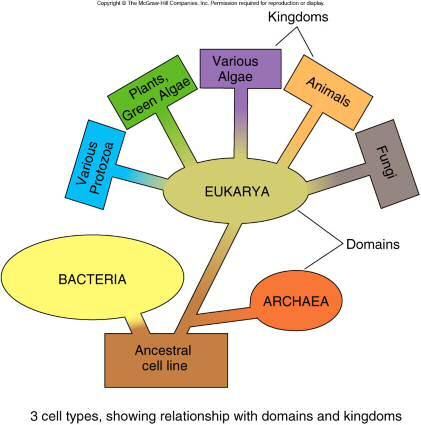 New School: Three Domains Bacteria Monera Archaea Monera Eukarya (eukaryotes) Plantae Animalia Fungi Protista The Domains Bacteria &