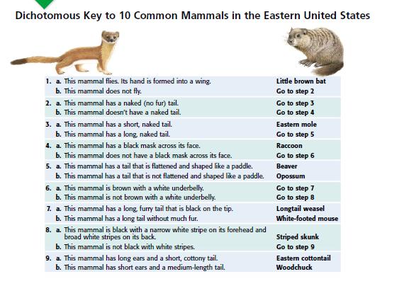 Dichotomous Key Taxonomists have developed special guides to help scientists identify organisms dichotomous key is an identification aid that uses sequential pairs of descriptive statements there are