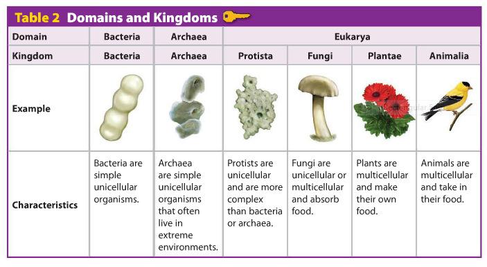 based on characteristics or traits There have been many different ideas about how to organize, or classify, living things.