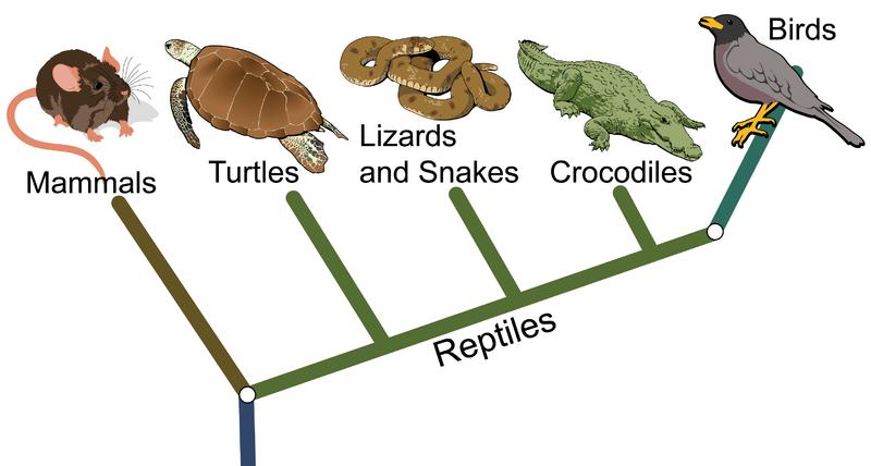 FIGURE 9.21 This cladogram classifies mammals, reptiles, and birds in clades based on their evolutionary relationships.