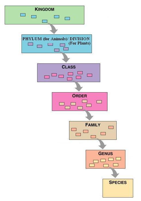 8 Broad classification of Kingdom Animalia based on common fundamental features: The Hierarchy of