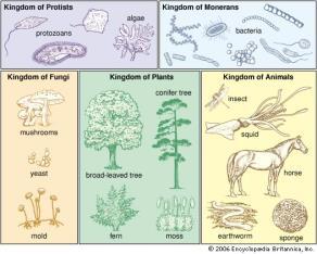 species that have evolved from one common
