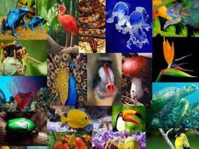 Biodiversity of life on earth This wide range of species and the number of