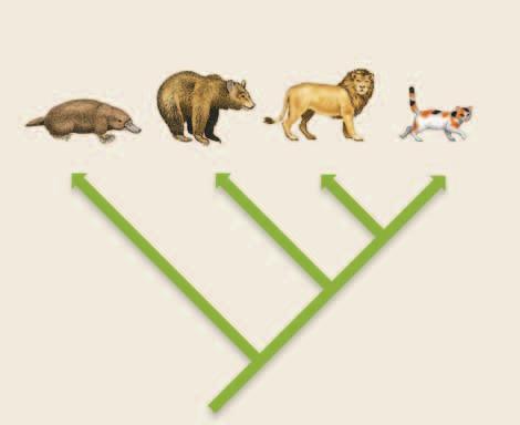 Platypus Brown bear Lion House cat Retractable claws Ability to purr Figure 2 This branching diagram shows the similarities and differences between four mammals.