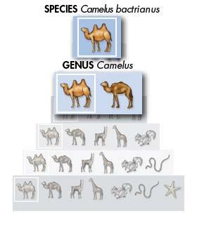 Seven Levels The scientific name of a camel with two humps is Camelus bactrianus.