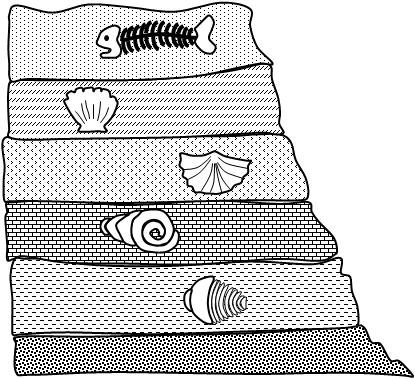 NEW Most fossils are found in layered sedimentary rock Oldest fossils are on the lowest layer