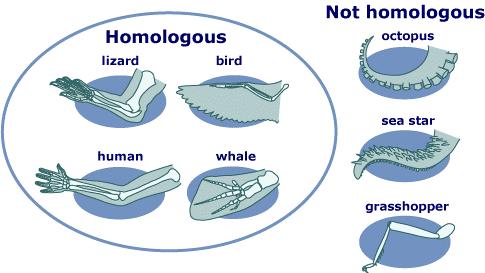 HOMOLOGOUS VS ANALOGOUS STRUCTURES aka Analogous Structures NOTE: ANALOGOUS STRUCTURES Analogous