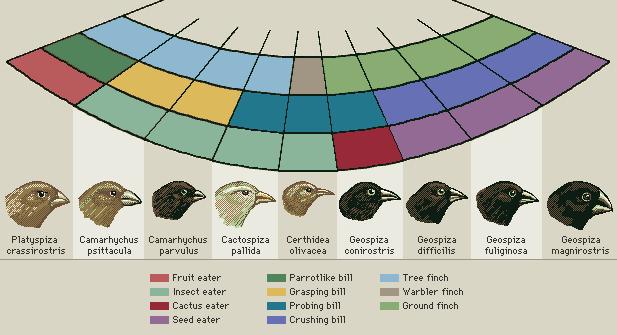 I. Evolution & Darwin Finches of the Galapagos 14 species Difference between them: Beak shape Seed