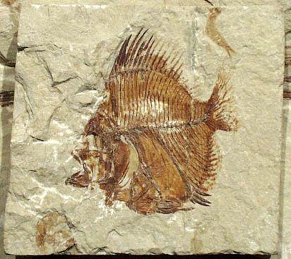 Organization of fossils: a) Fossils are found in distinct layers b) Resemblance to modern forms of life gradually increases with younger fossils c) Many fossils are of species now extinct