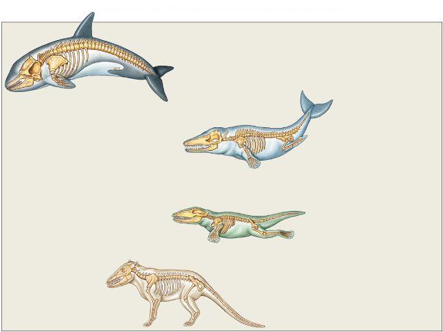 Whale Evolution: Fossil Record of Evolution Modern toothed whales Rodhocetus kasrani reduced hind limbs could not walk; swam with