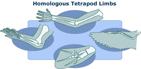 SIMILARITIES BETWEEN SPECIES Similarities between these tetrapod (4-limbed vertebrates) limbs: They are all built from
