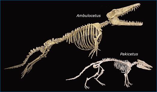 EVIDENCE THAT AMBULOCETUS IS RELATED TO WHALES FROM GEOLOGISTS they analyzed the earth around the fossil and determined it was from an estuary (saltwater + freshwater) FROM CHEMISTS They determined