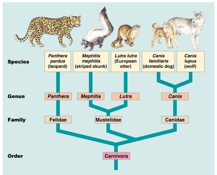 Phylogenetic trees reflect the hierarchical classification of taxonomic