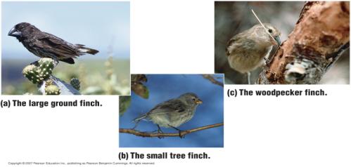 environments Natural Selection adaptations to different food sources Evolution by natural selection Long narrow beak for holding tools