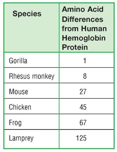Section 4 Protein (Hemoglobin) Comparison Species descended from a recent common ancestor should have fewer
