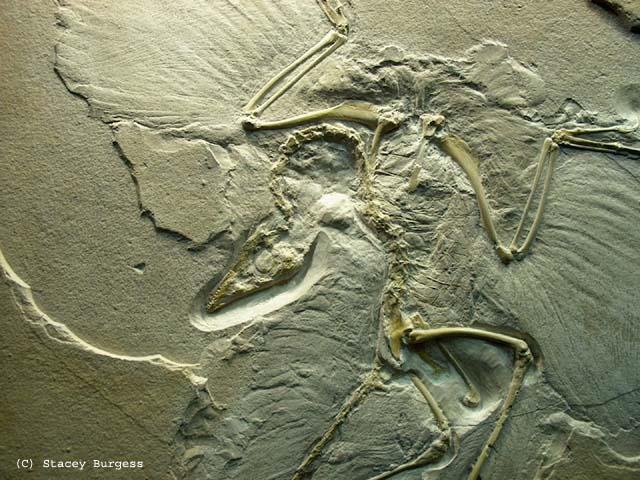 I. THE FOSSIL RECORD Importance Provides