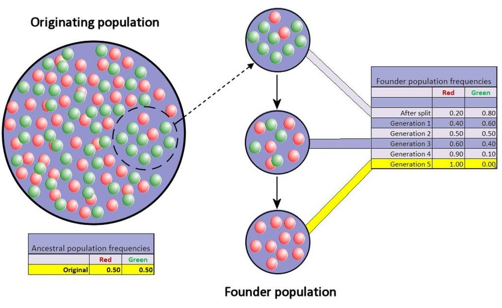 Founder effect segment of population moves to new habitat Simple