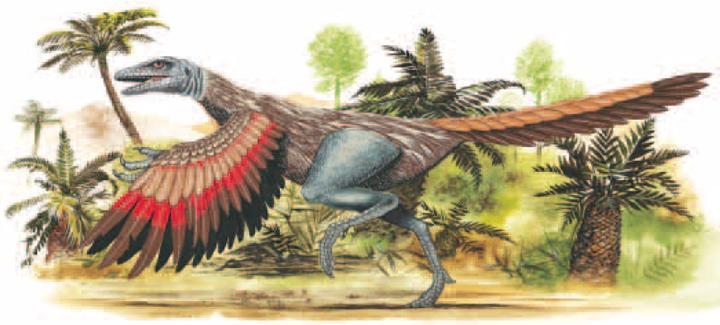 15.2 Formative Questions True or False The Archaeopteryx seems to