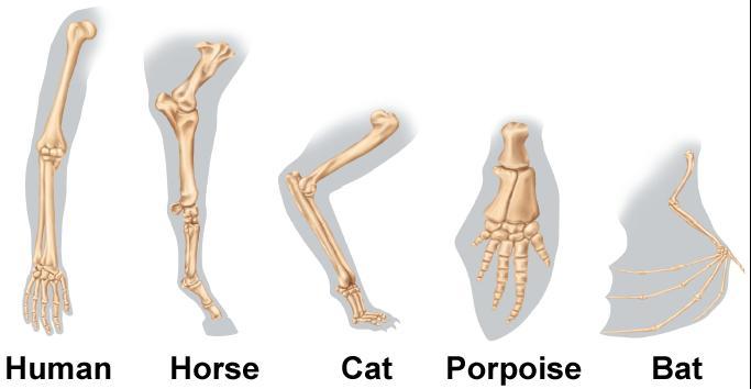 Standardized Test Practice Which is the best explanation for the similarities in the construction of these forelimbs? C.
